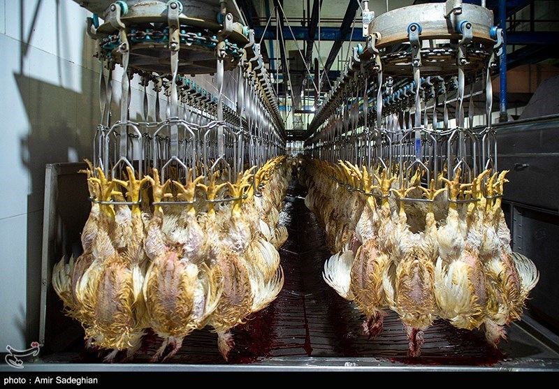 واردات هفتگی 3 تا 5 میلیون تخم‌مرغ نطفه‌دار گوشتی/ مرغ مهرماه ارزان می‌شود