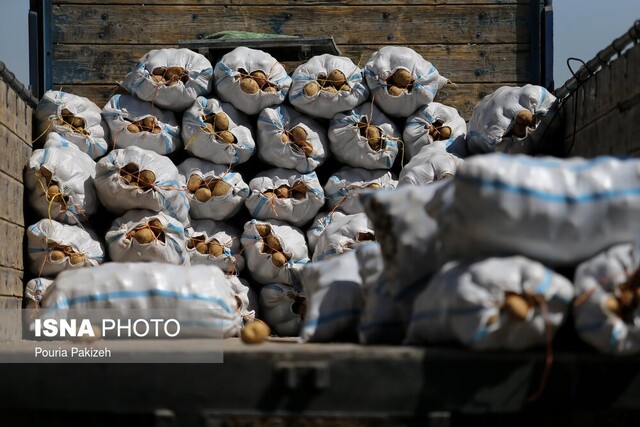صادرات سیب‌زمینی بدون پرداخت عوارض مجاز است
