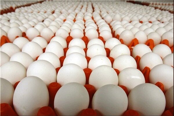 کاهش تولید دلیل افزایش قیمت تخم مرغ است