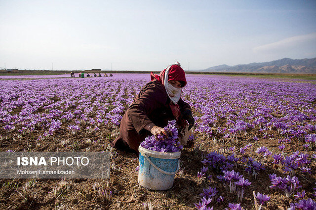 معامله زعفران و زیره در بورس برای اولین بار در کشور