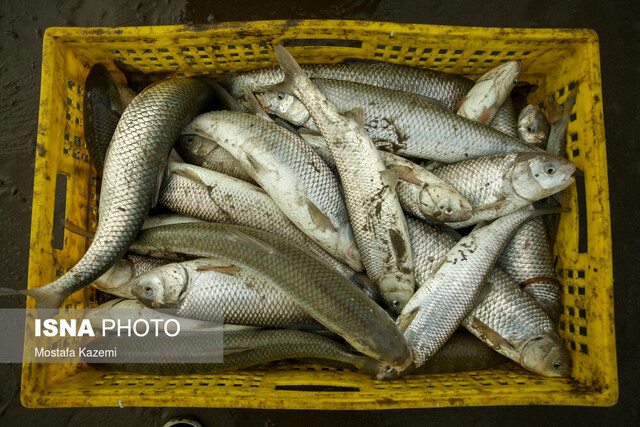 نوسان 68 درصدی قیمت ماهی