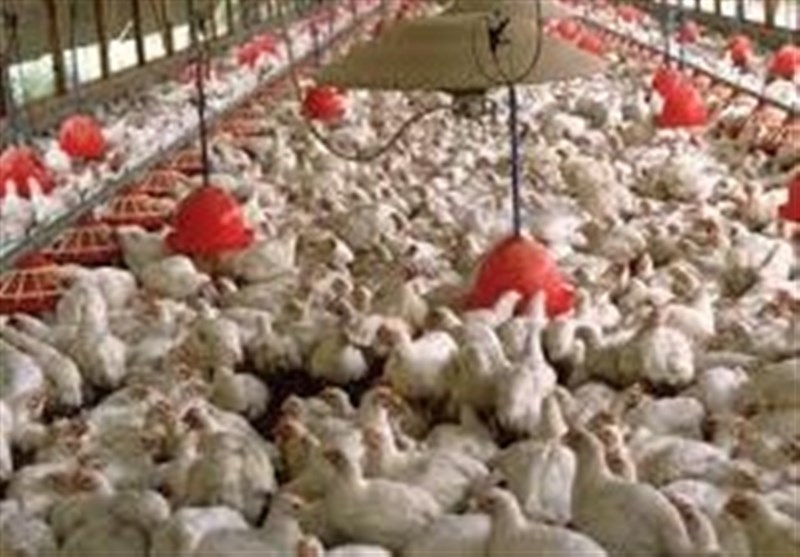 یک پیشنهاد برای حل مشکل گرانی مرغ