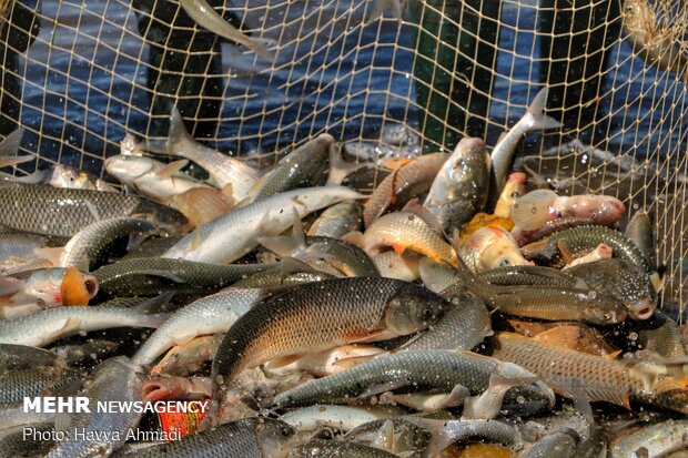 صید ماهی شوریده در خوزستان آزاد شد