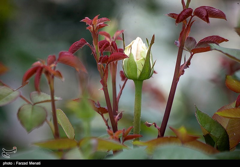 ایران هفدهمین تولیدکننده گل در جهان/ 40 درصد گل تولیدی کشور از بین می‌رود