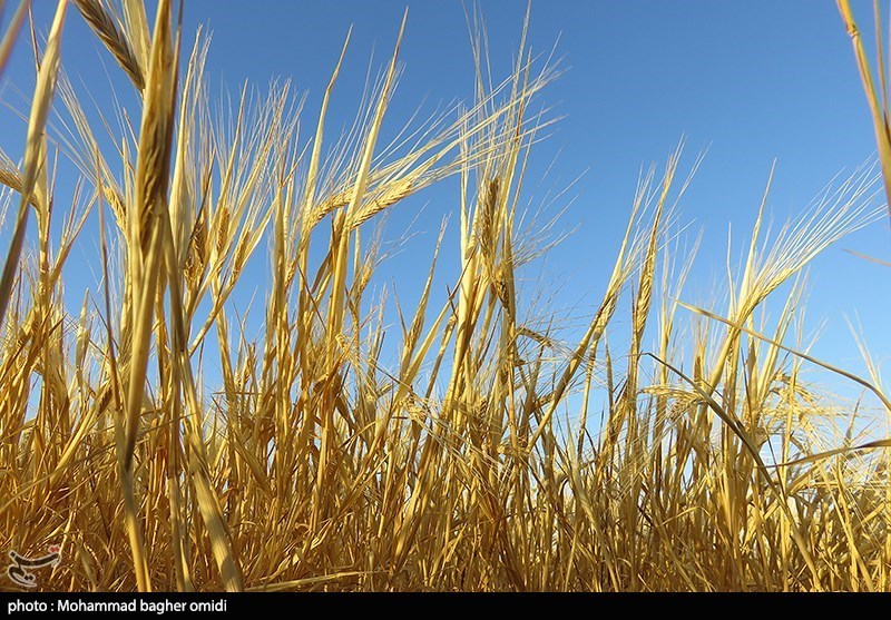قیمت خرید تضمینی گندم برای سال زراعی جدید 13 هزار تومان تعیین شد