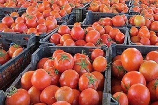 چرا عراق محموله صادراتی گوجه ایران را برگشت زد؟