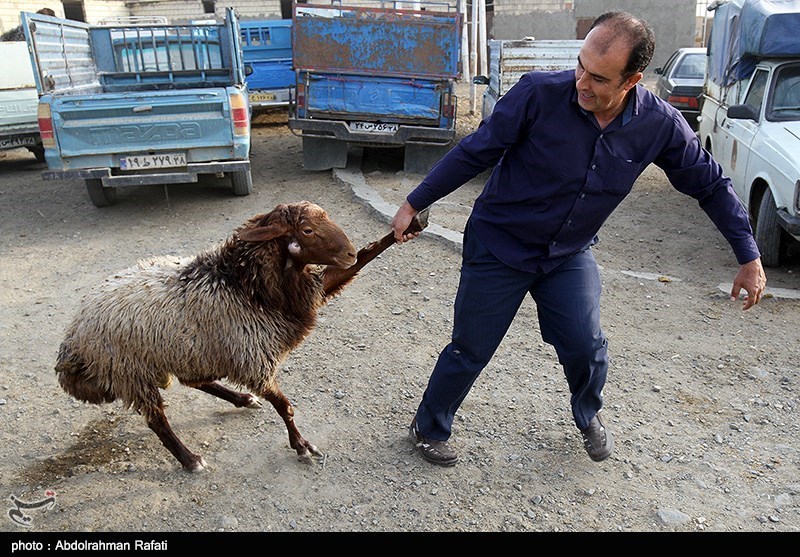 قیمت 47هزارتومانی گوسفند زنده یک روز قبل عید قربان