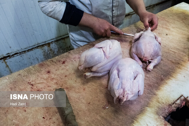 سالانه ٨٠ هزار تن مرغ در لرستان تولید می‌شود