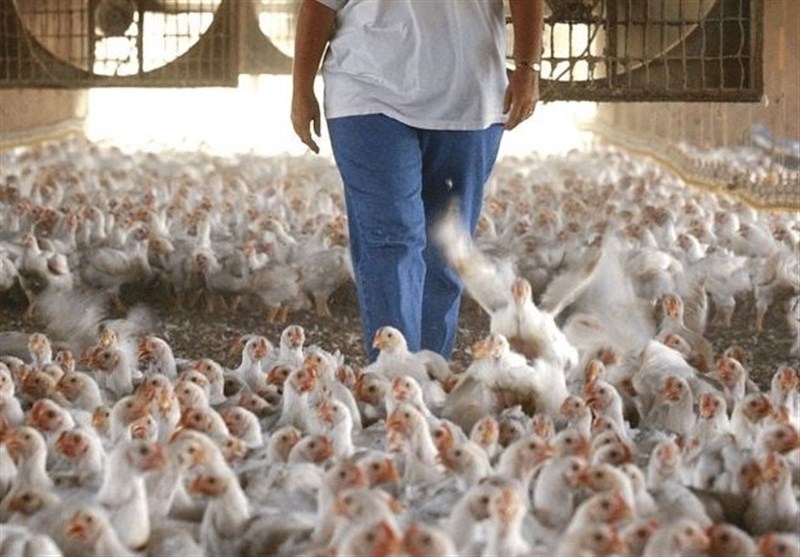 مرغداران: مرغ را با 1500 تومان ضرر می‌فروشیم