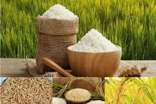 افزایش 40 درصدی قیمت برنج در پاییز 99