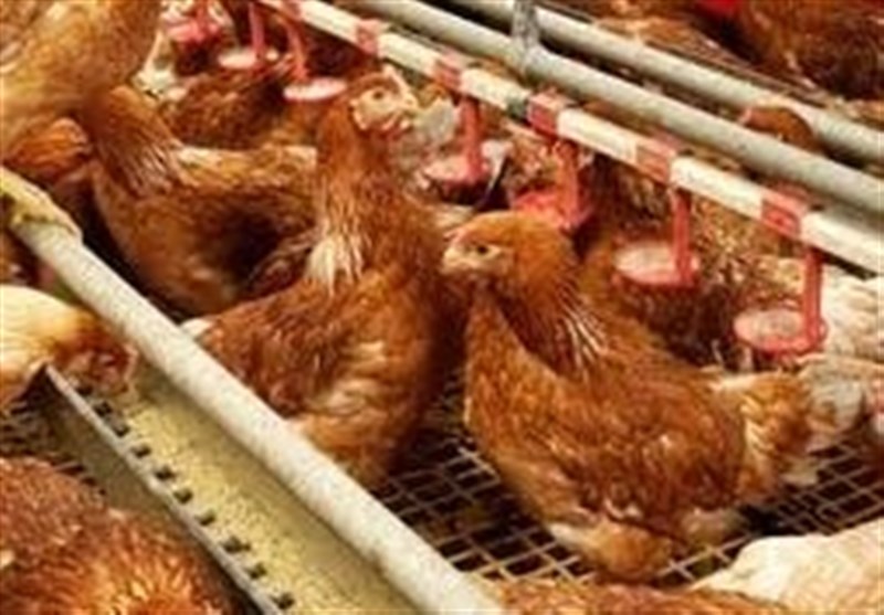 پرداخت تسهیلات ترجیحی برای توسعه مرغ لاین ‌آرین