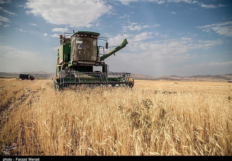 ممنوعیت صادرات گندم هند به دنبال افزایش قیمت داخلی