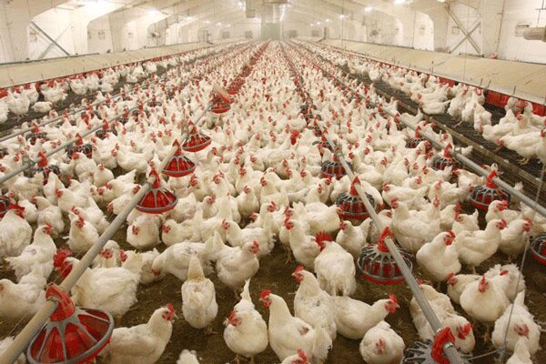 تولید 869 هزار تن تحم مرغ در سال 98
