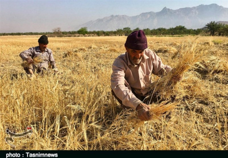 4 برابر شدن صادرات گندم هند در بحبوحه افزایش قیمت جهانی