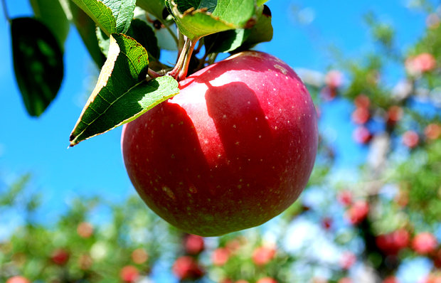 تولید بیش از 4 میلیون تن سیب درختی در کشور