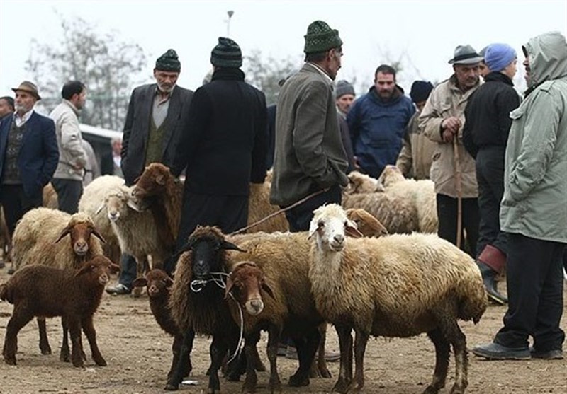 قیمت دام زنده در آستانه عید قربان اعلام شد/ گوسفند 42 تا 55 هزار تومان