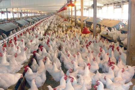 تولید محصولات مرغداری با افزایش۷۰ درصدی تورم همراه شد