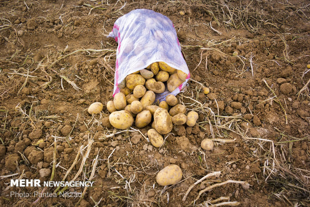 رفع ممنوعیت صادرات سیب زمینی و پیاز ابلاغ شد