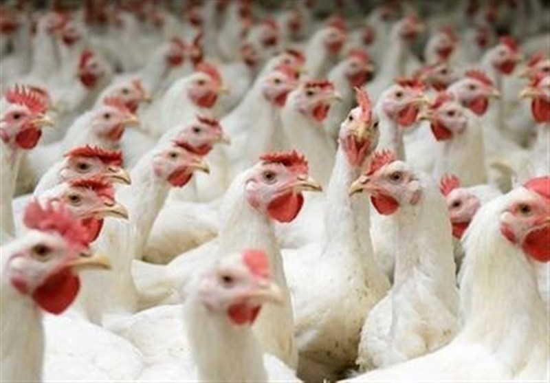 درخواست مرغداران برای حذف ارز 4200 تومانیِ واردات نهاده