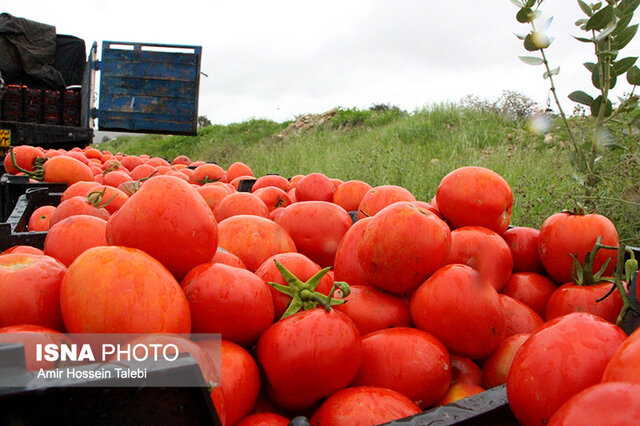 تولید بیش از 6 میلیون تن گوجه فرنگی در کشور