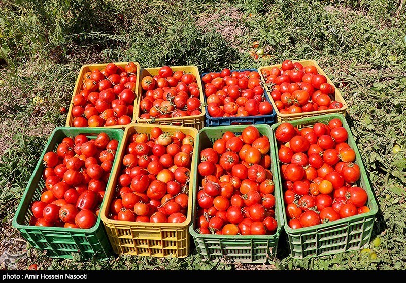 کاهش قیمت گوجه به 4 هزارتومان تا 2 هفته آینده