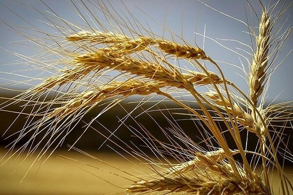 خریداری 4 میلیون تن گندم از کشاورزان