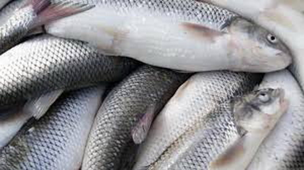 کاهش 30 درصدی قیمت ماهی